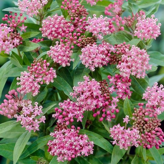 Asclepias incarnata(1012)